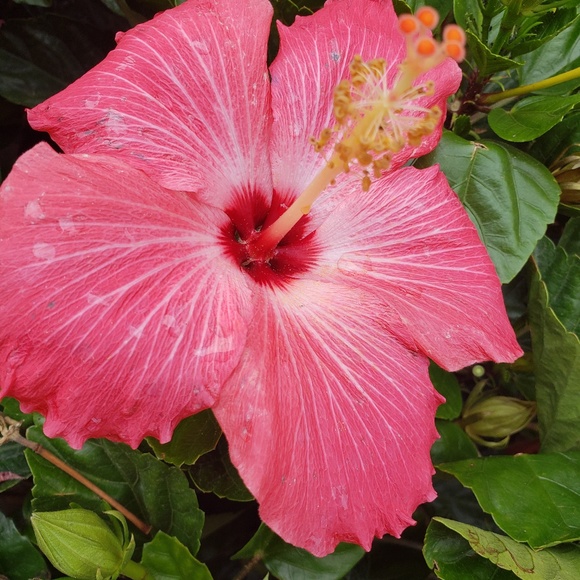 Meet your Posher, Ali - Picture 1 of 1